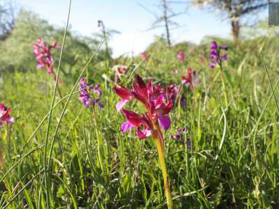 Dopo pochi passi ci ritroviamo immersi in intere porzioni di terra incolta punteggiate da fiori dai colori accesi: sono i grappoli violacei delle Anacamptis morio e i petali rossastri delle Anacamptis papilionacea